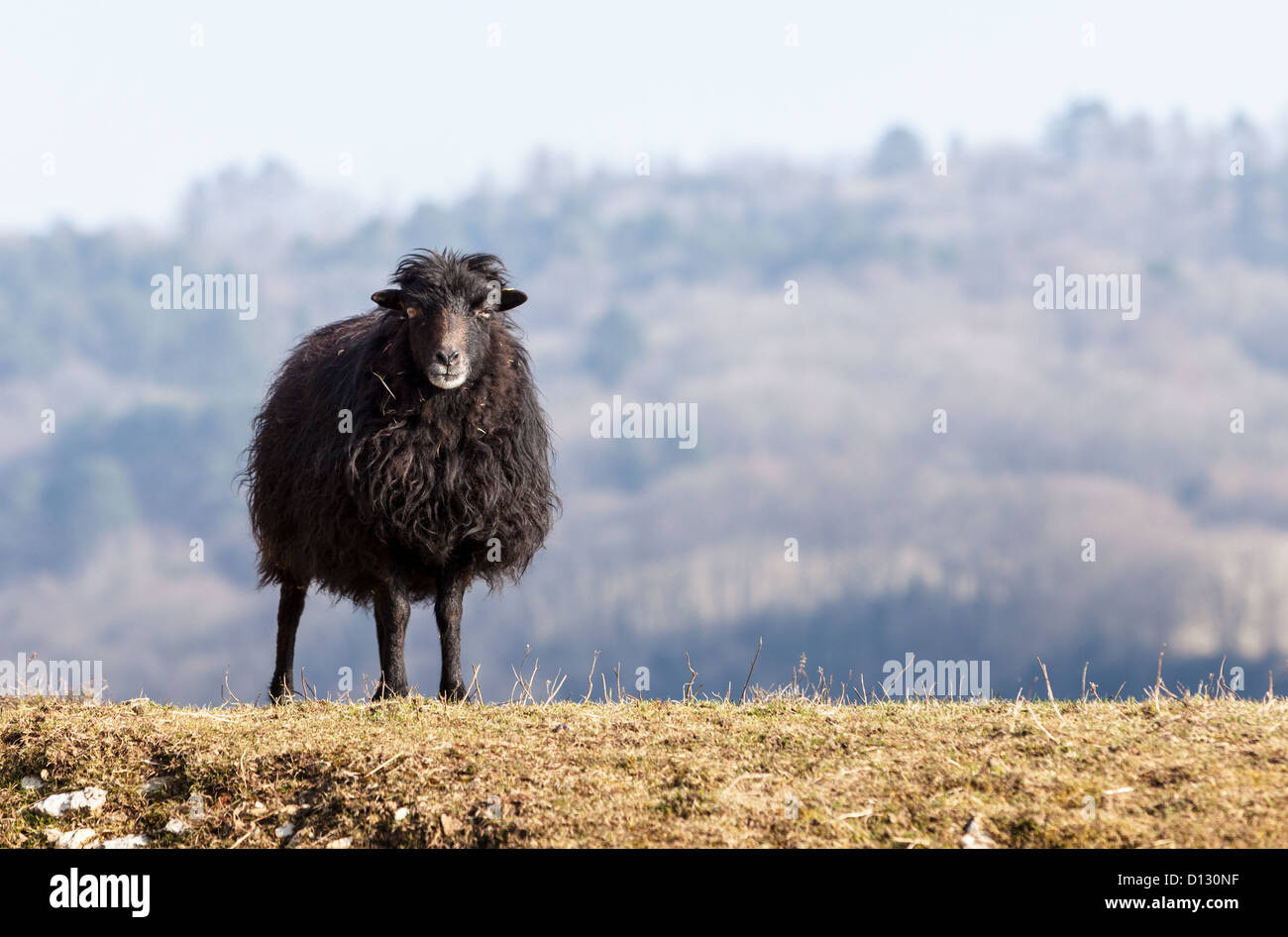 Portrait d'un mouton domestique noir Ouessant,qui est la plus petite des moutons dans le monde, adaptées pour vivre dans des zones venteuses. Banque D'Images
