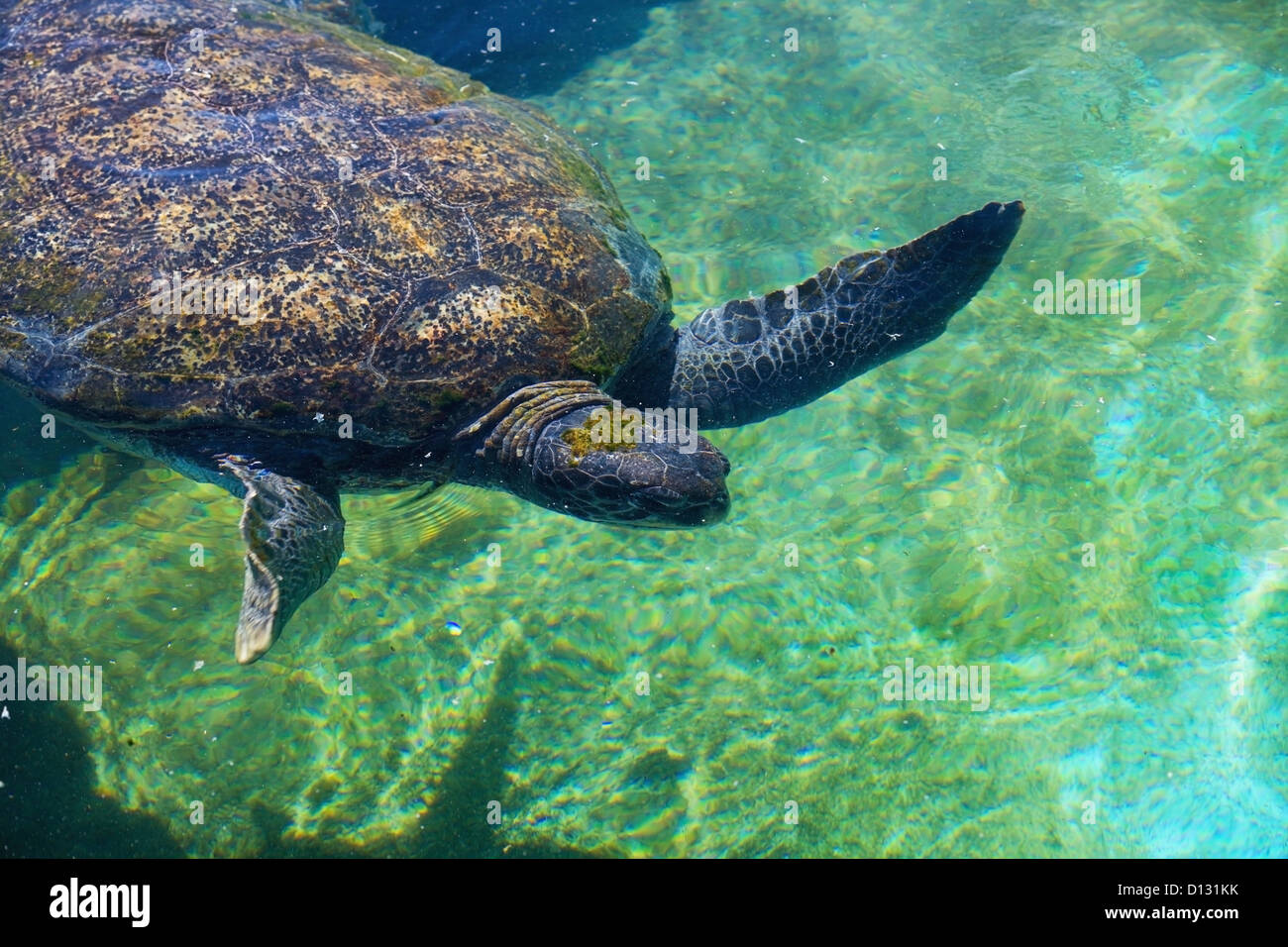 Tortue de mer baignade dans la mer Rouge ; Israël Photo Stock Alamy