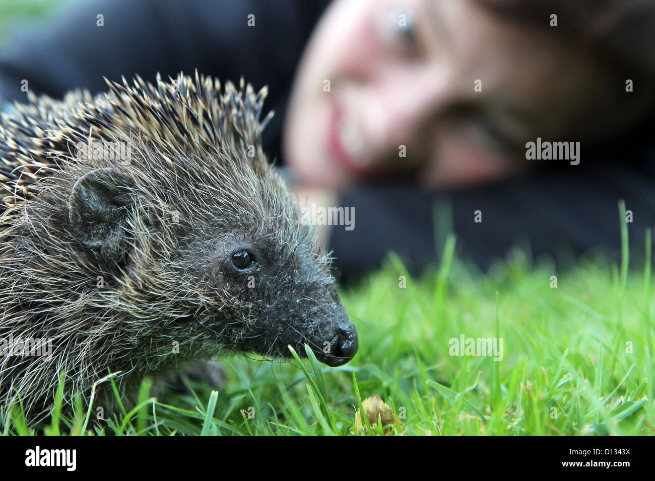 Wees. Allemagne, femme et hedgehog sur une pelouse Banque D'Images