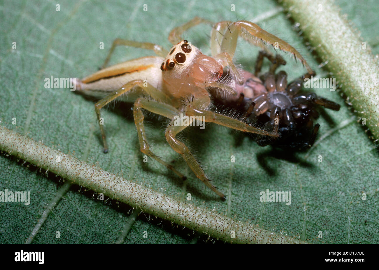 À rayures deux cavalier gaudy, spider (Telamonia dimidiata : des femmes) se nourrissant de l'autre de la famille des gradungulidae, rainforest Sulawesi Banque D'Images