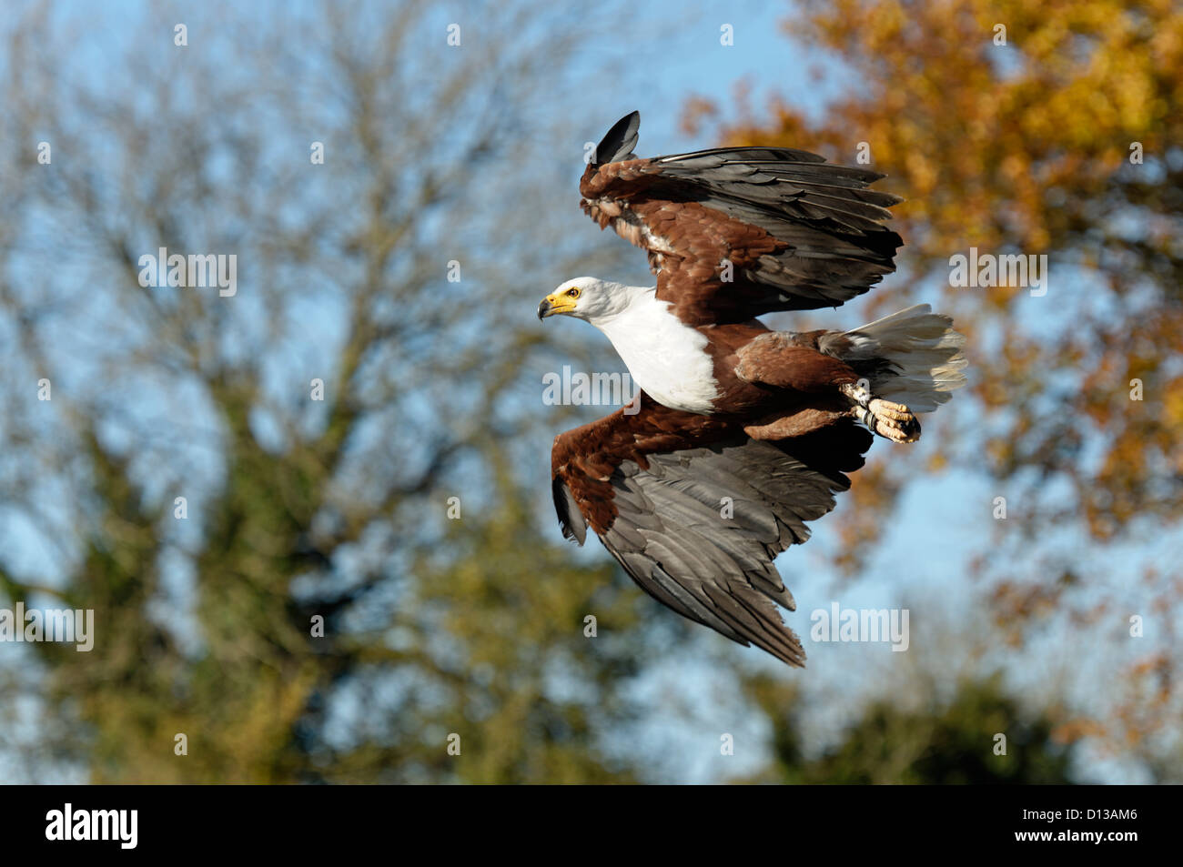 Un poisson africain Eagle swooping sur un ensemble Banque D'Images