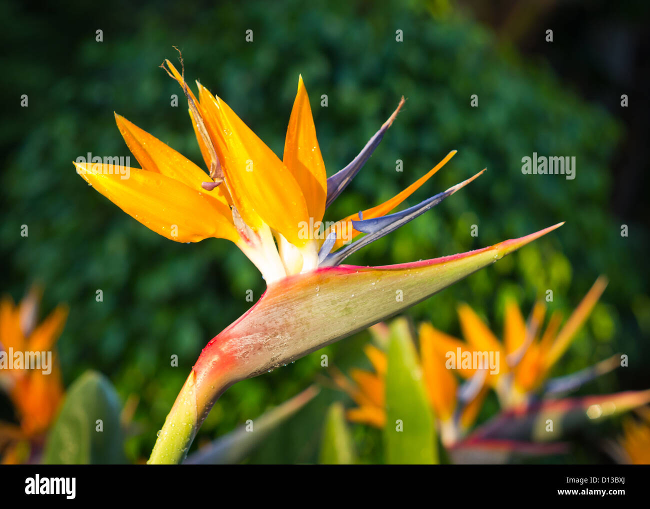 Bird-of-Paradise Strelitzia reginae (fleurs) Banque D'Images