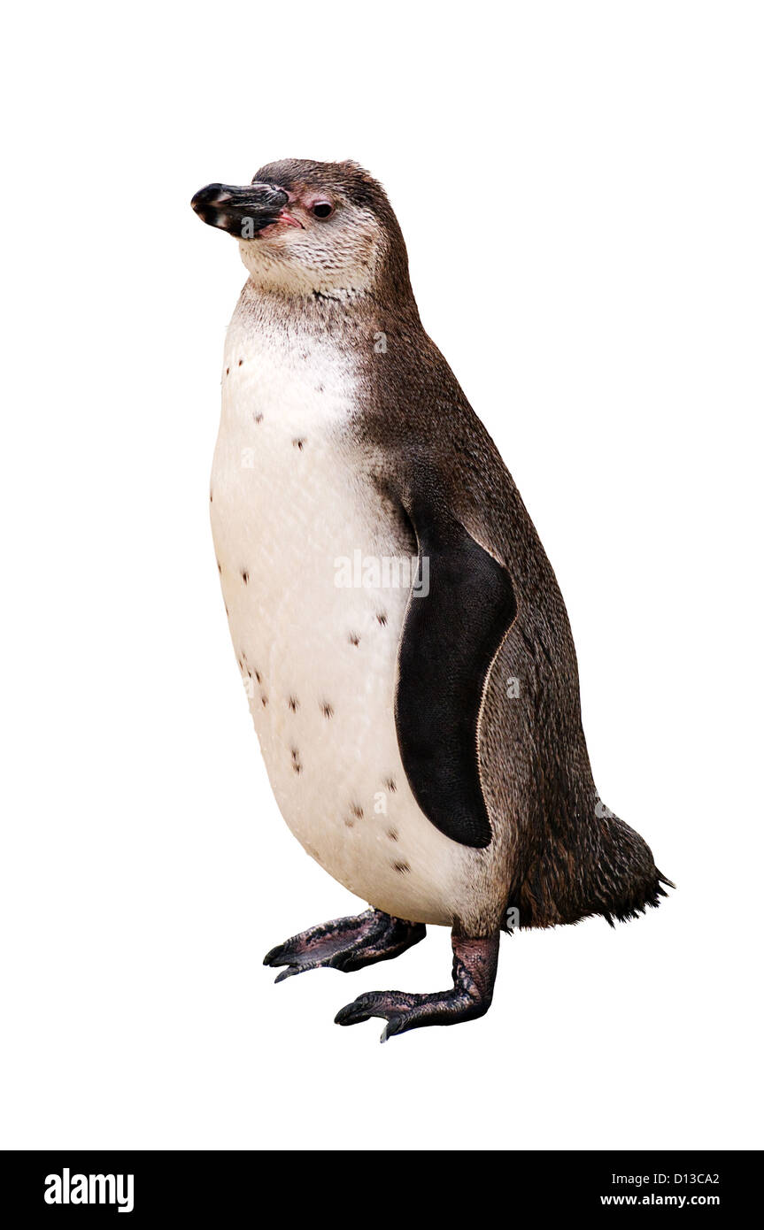 Un penguin isolated on white with clipping path Banque D'Images