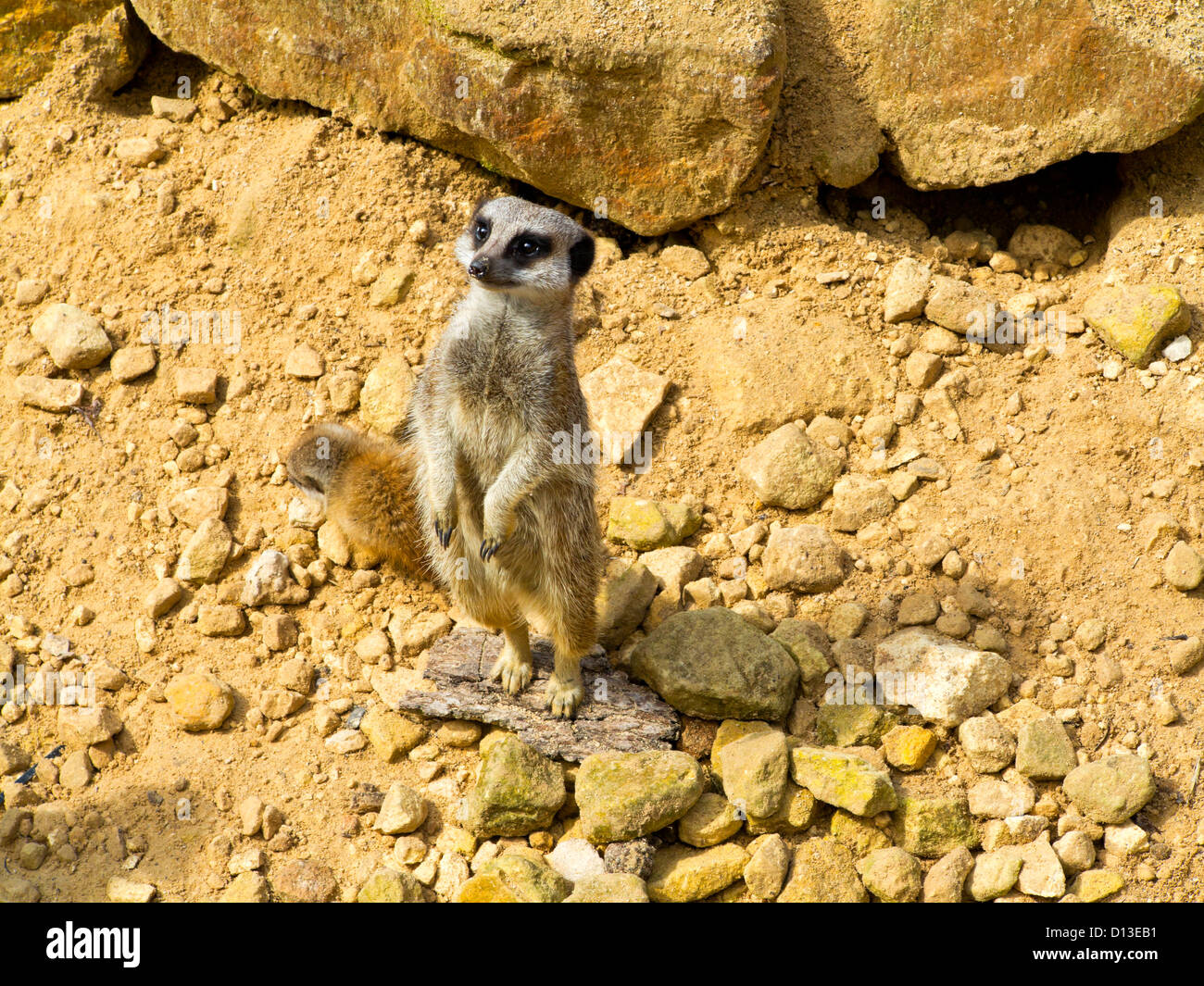 Meerkat ou suricate, Lynx lynx, est un petit mammifère appartenant à la famille des mangoustes trouvés dans le sud de l'Afrique Banque D'Images