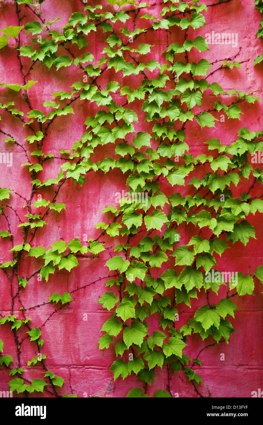 Lierre vert sur fond de mur rose Banque D'Images