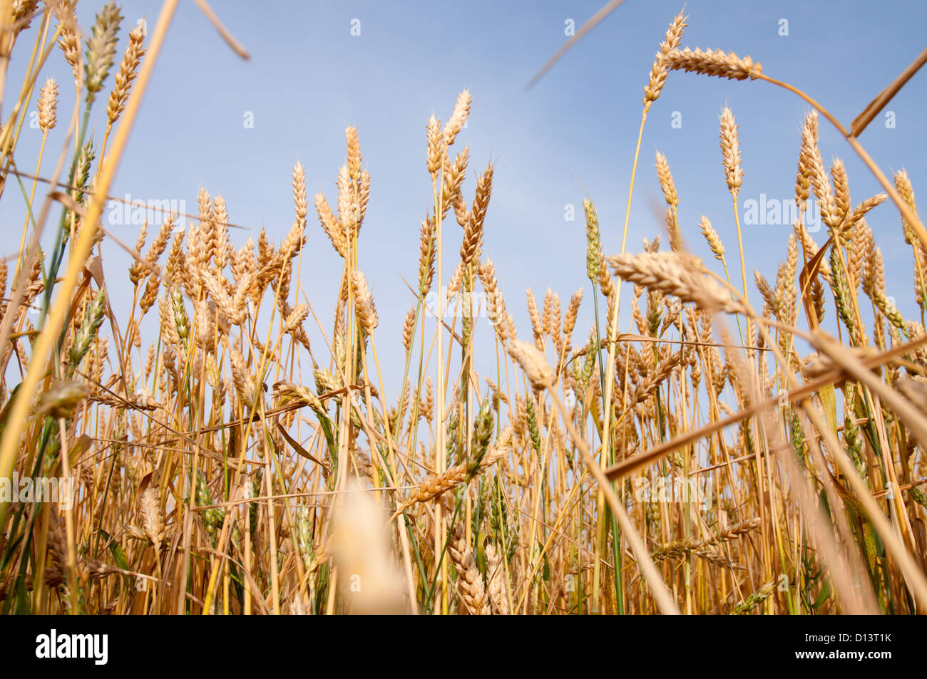 Prêts pour la récolte des grains jaunes poussant dans un champ agricole Banque D'Images