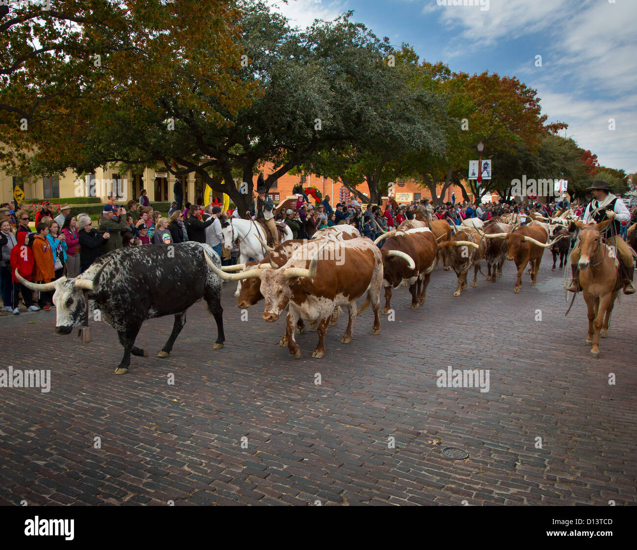Mis en scène de bétail dans la région de Fort Worth Stockyards de Fort Worth, Texas Banque D'Images