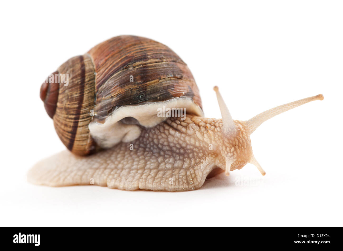 Escargot sur un fond blanc Banque D'Images
