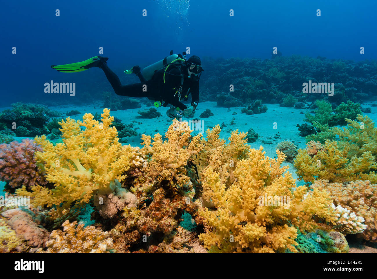 Un plongeur sur un récif de corail à proximité d'une variété de coraux mous multicolores Banque D'Images