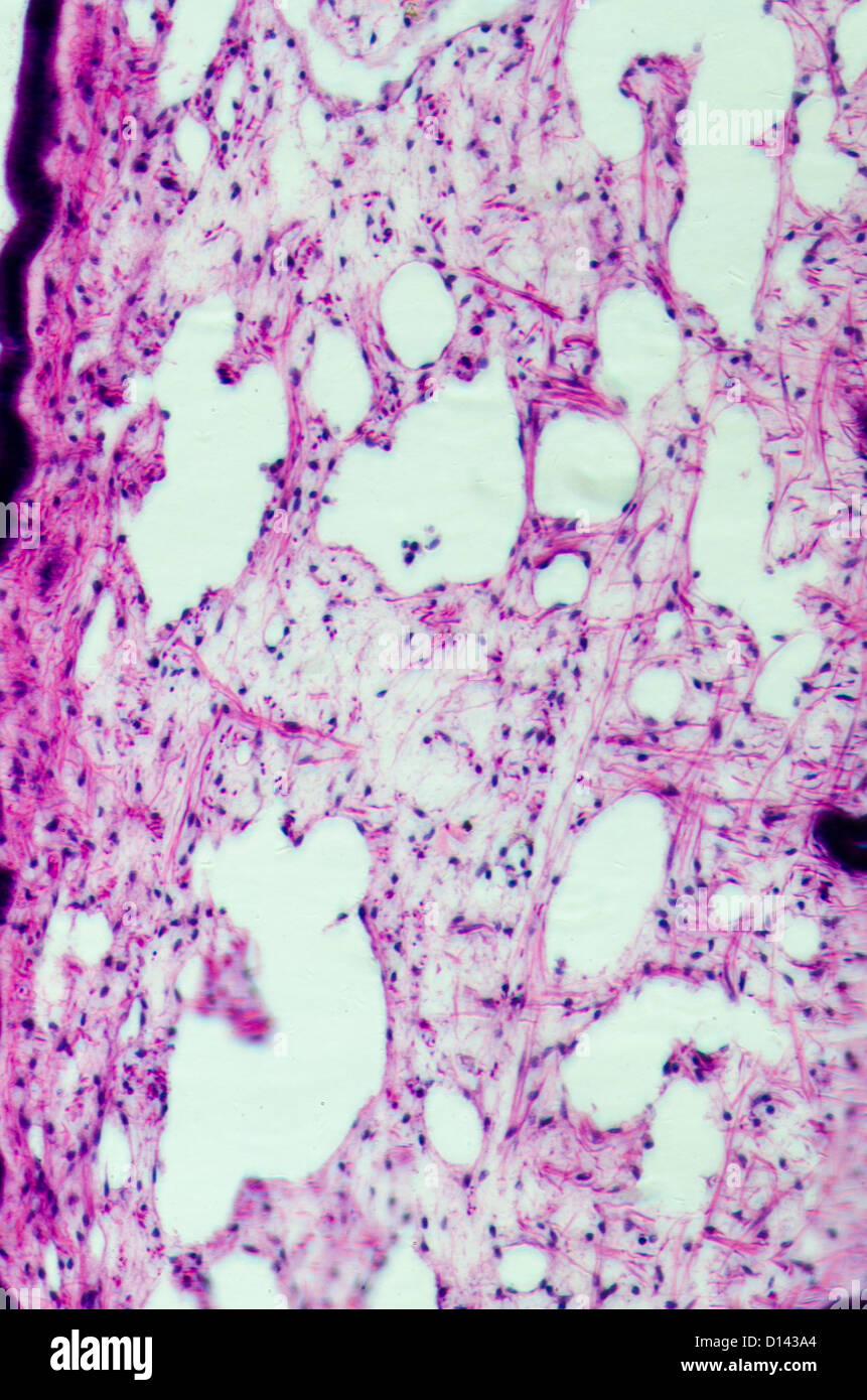 Micrograph of medical science cilliated cellule tissulaire épithélium Banque D'Images