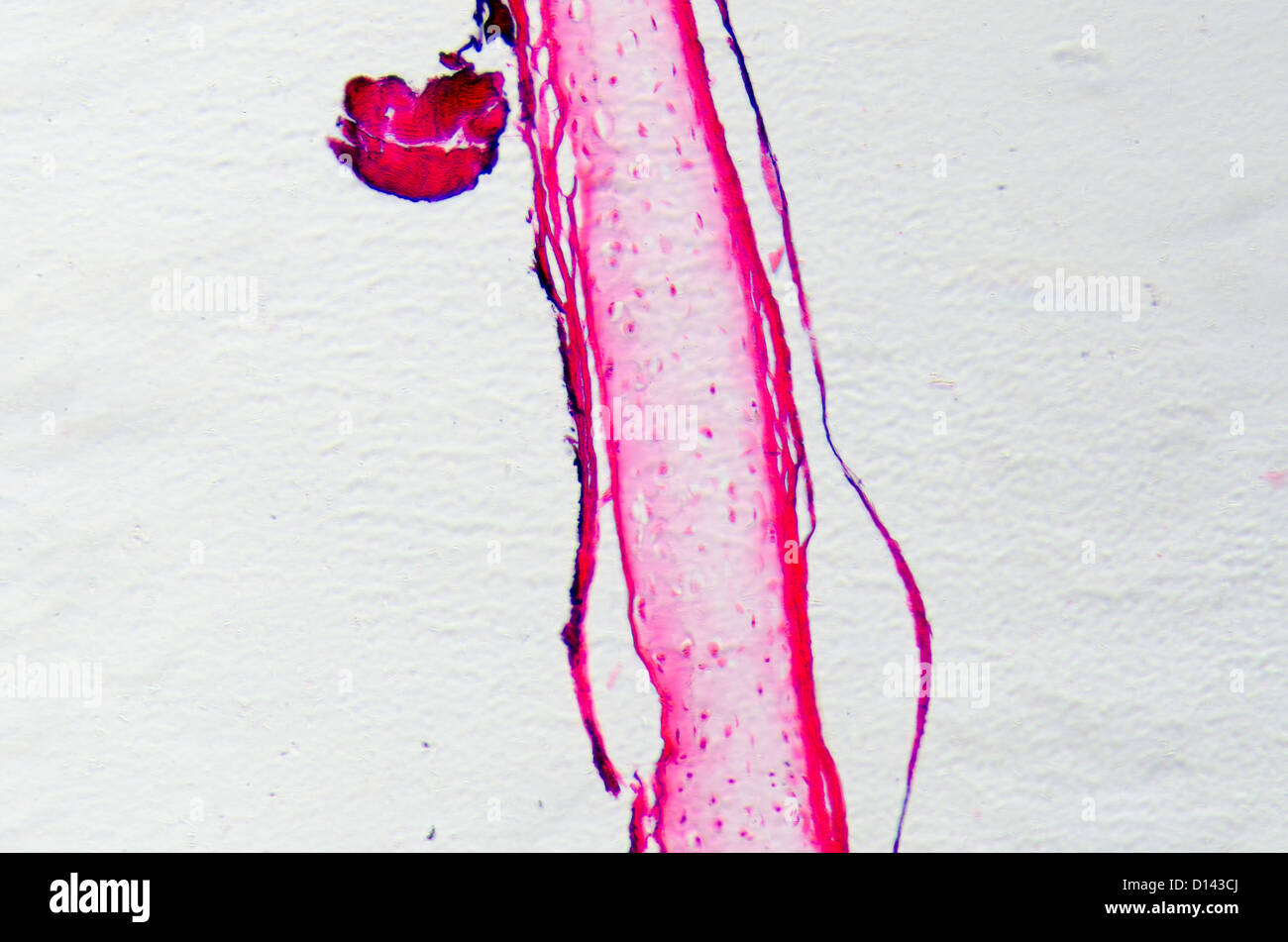 Micrographie des sciences de cellule osseuse osteocyte Banque D'Images