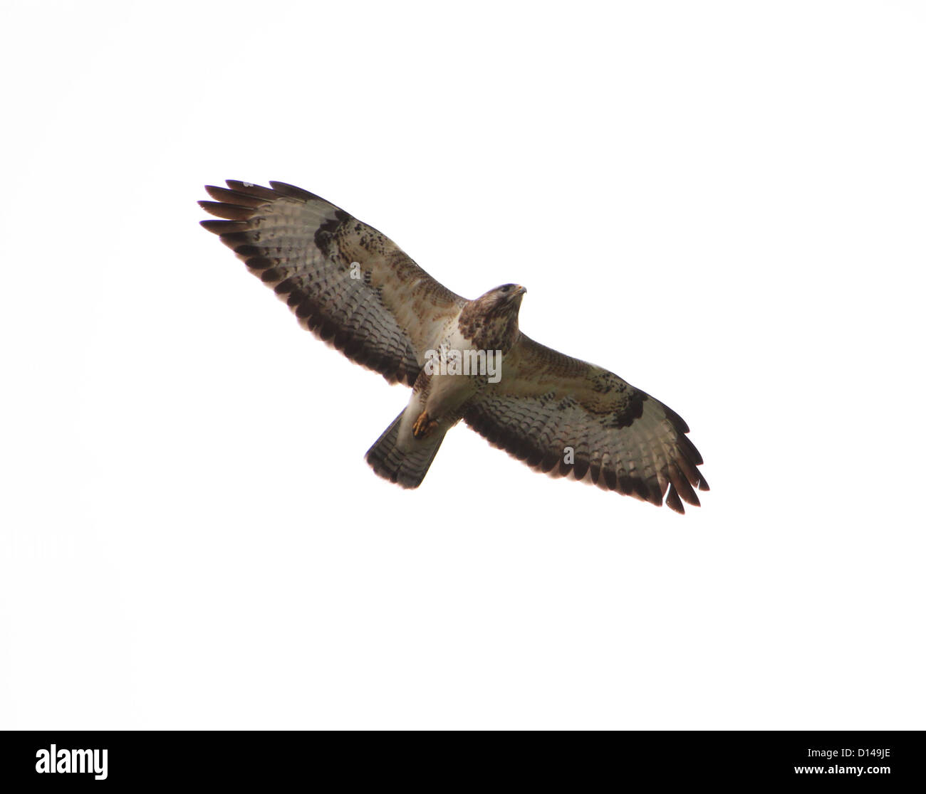 Buzzard (Buteo buteo européenne) en vol avec des ailes à grande échelle Banque D'Images