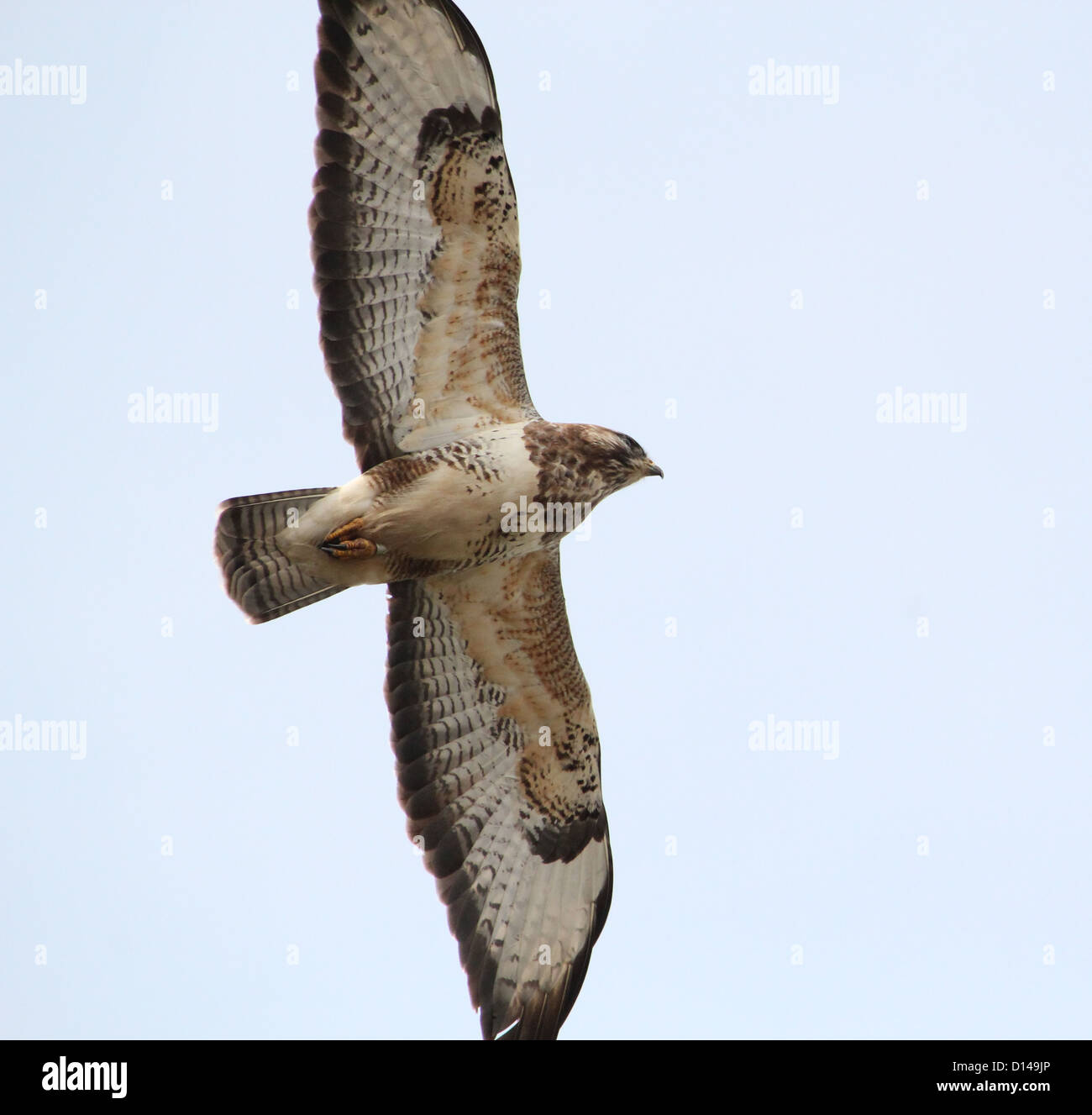 Buzzard (Buteo buteo européenne) en vol avec des ailes à grande échelle Banque D'Images
