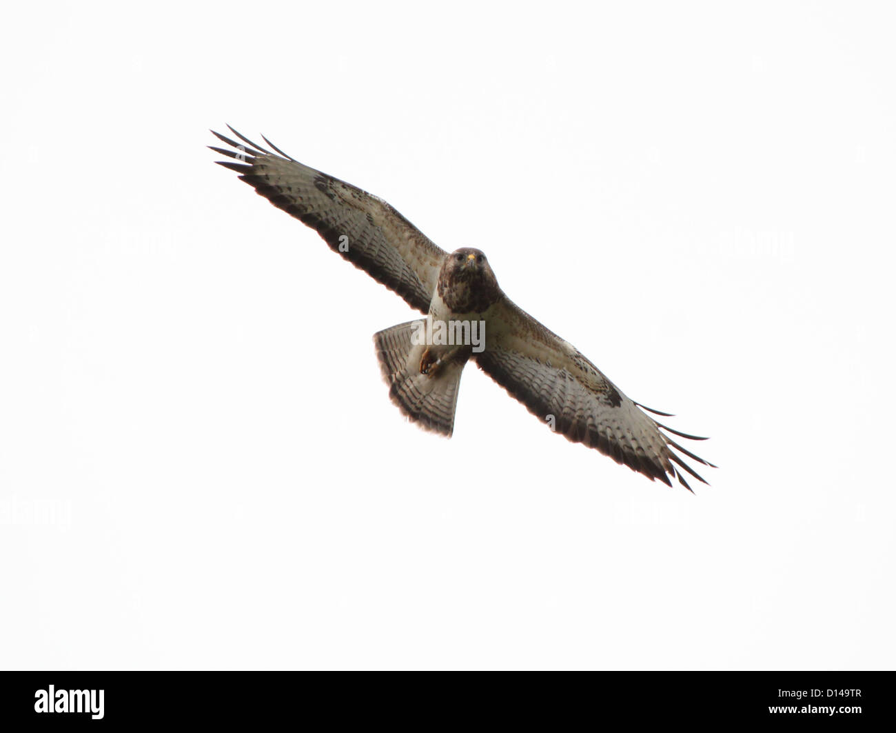 Buzzard (Buteo buteo européenne) en vol avec des ailes à grande échelle venant vers la caméra et le contact visuel Banque D'Images