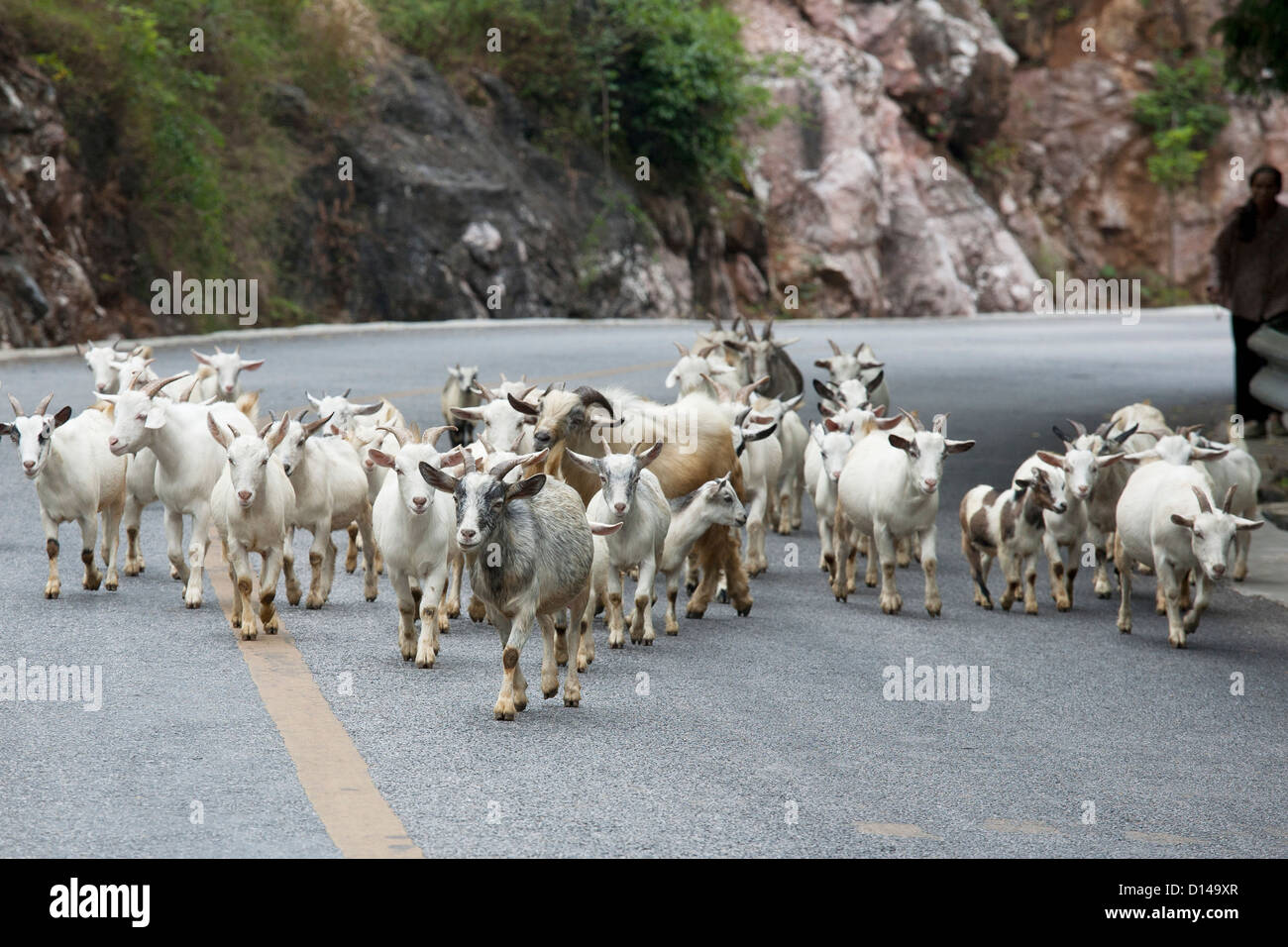 Les moutons d'être entassés dans un comté rural de Guilin, dans la région autonome du Guangxi, Chine Banque D'Images
