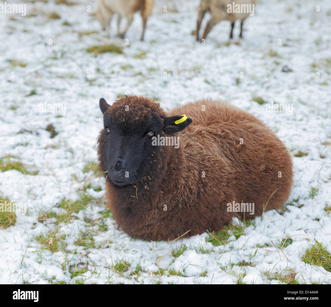 Les moutons Banque D'Images