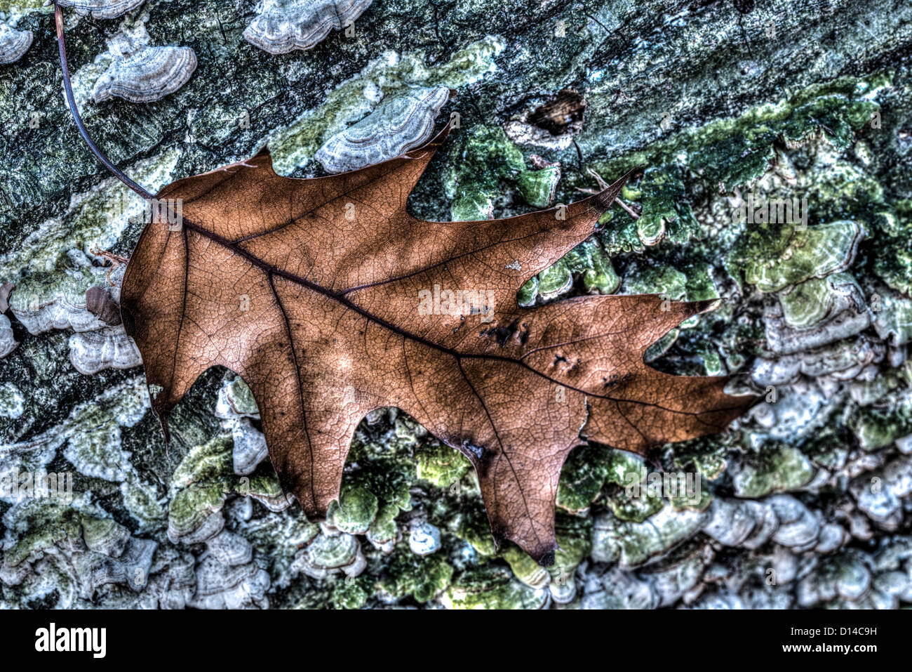 Feuille de chêne automne sur log in forest Banque D'Images