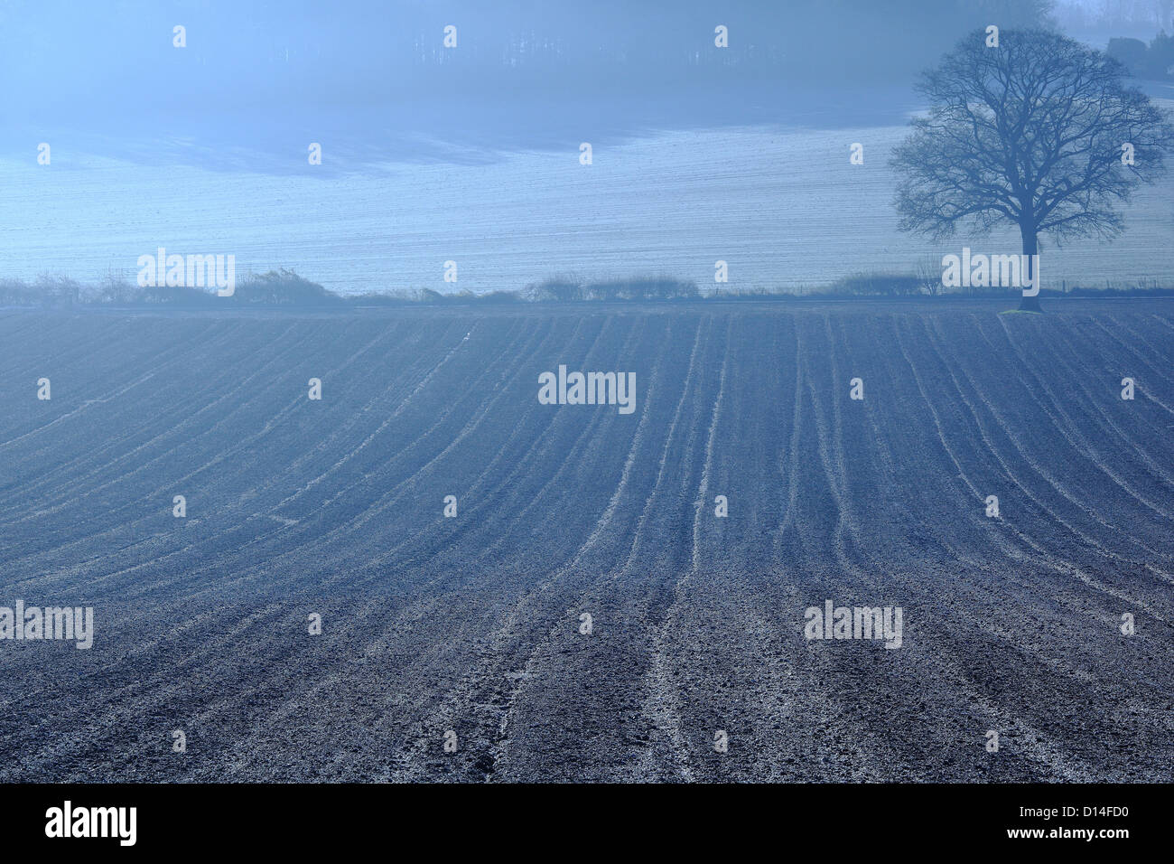 Misty champs près de Newland's Corner, collines du Surrey, Surrey, Angleterre Banque D'Images