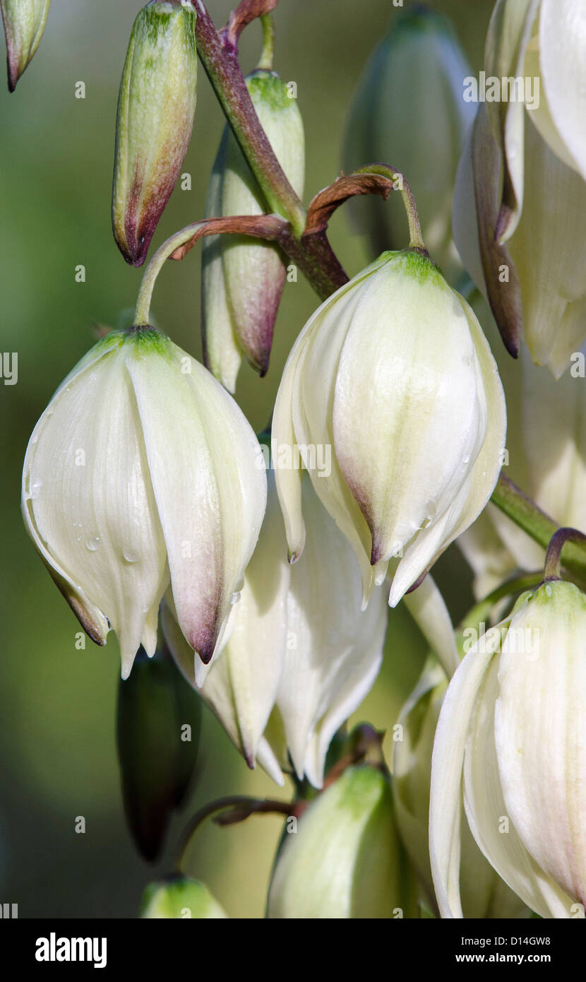 Yucca gloriosa Banque D'Images