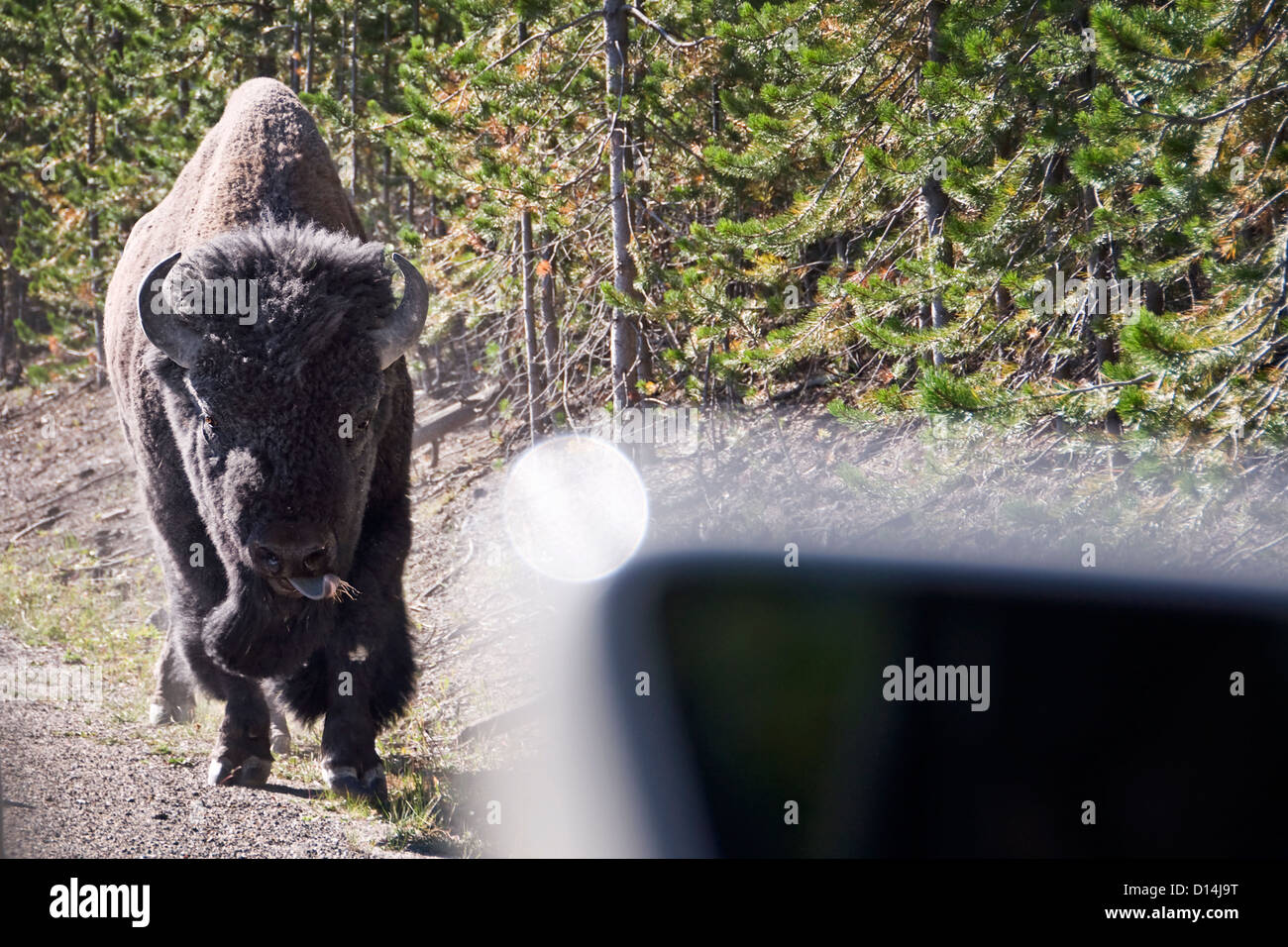 Les bisons sauvages sur la route devant une voiture dans le parc national de Yellowstone, Wyoming, USA Banque D'Images