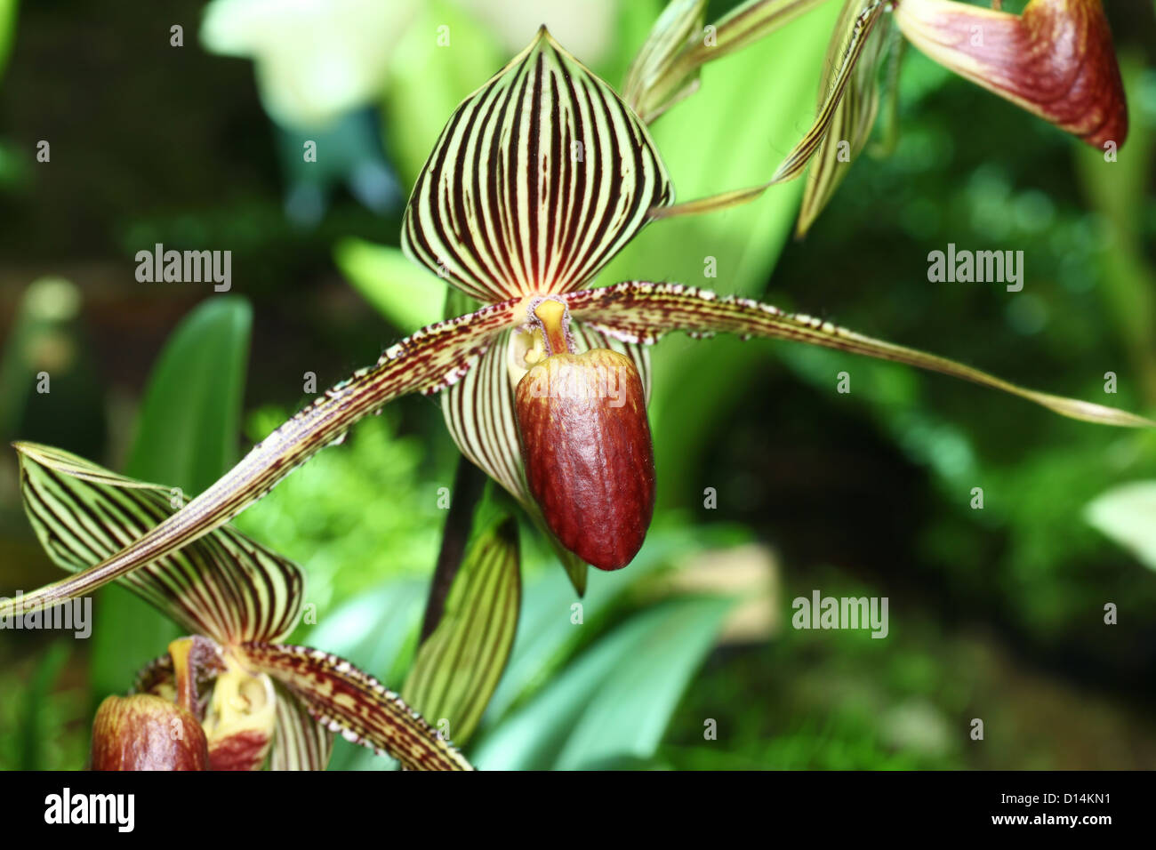 Paphiopedilum rothschildianum Banque de photographies et d'images à haute  résolution - Alamy