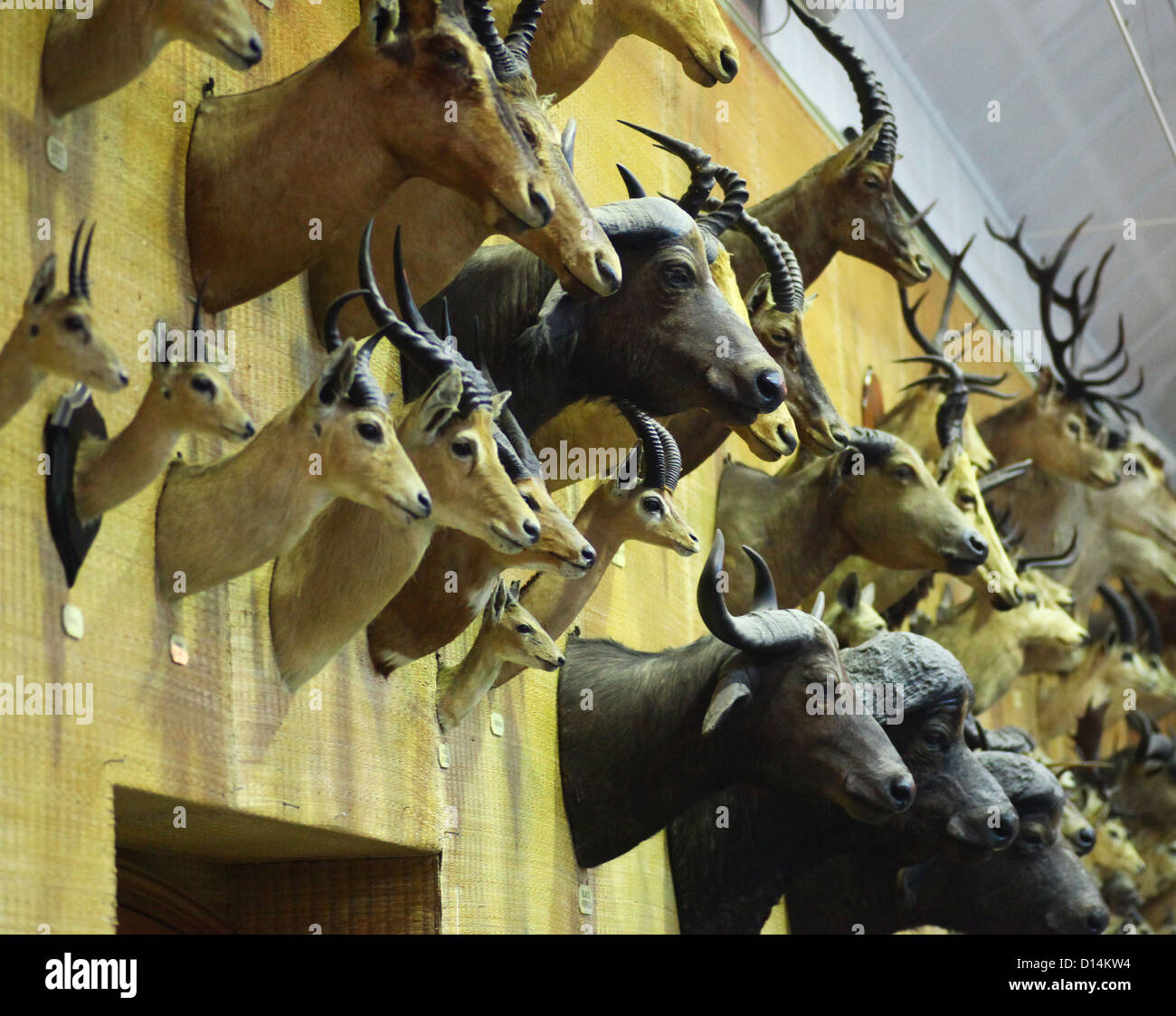 Des têtes d'animaux et peluche monté sur un mur Banque D'Images