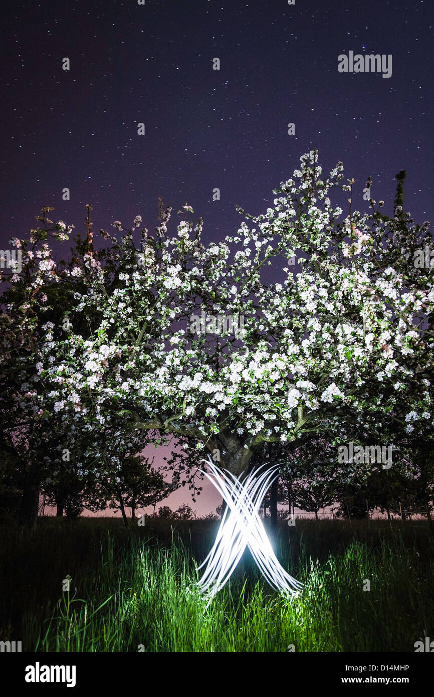 Time Lapse view de x par des arbres Banque D'Images