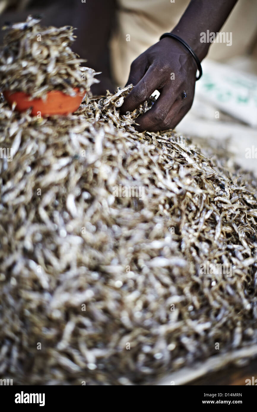 Homme massaï de ramasser une poignée de poissons Kapenta Banque D'Images