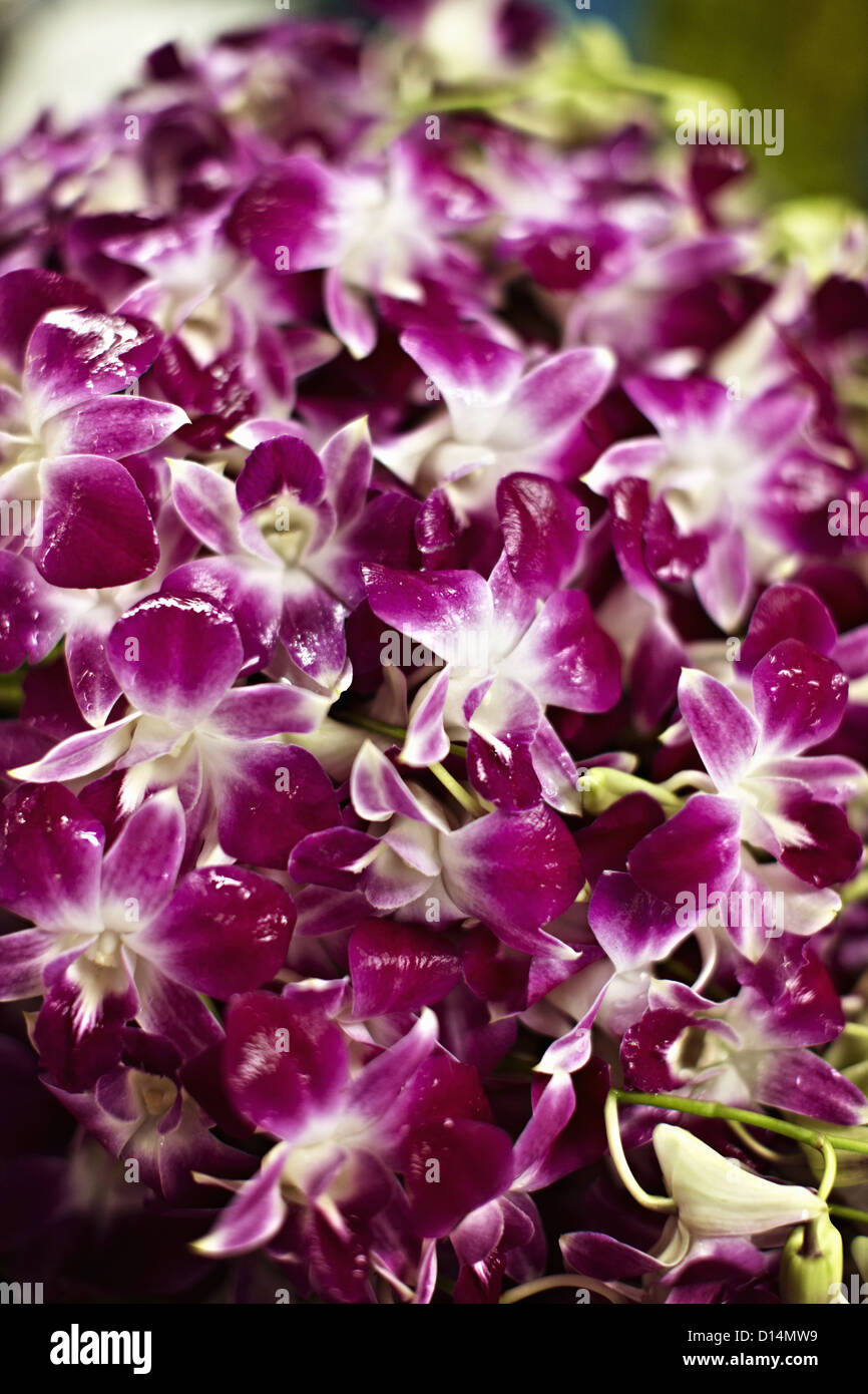 Close up of purple flowers Banque D'Images