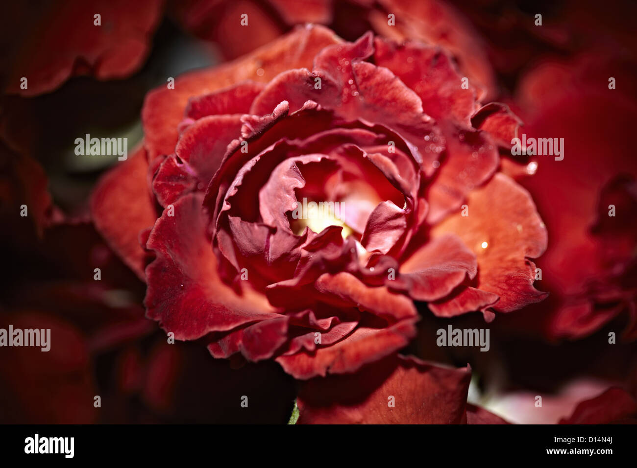 Close up of red rose for sale at market Banque D'Images