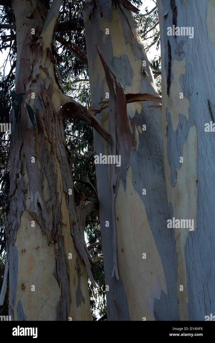 L'écorce des arbres Eucalyptus Kew Gardens London UK Banque D'Images