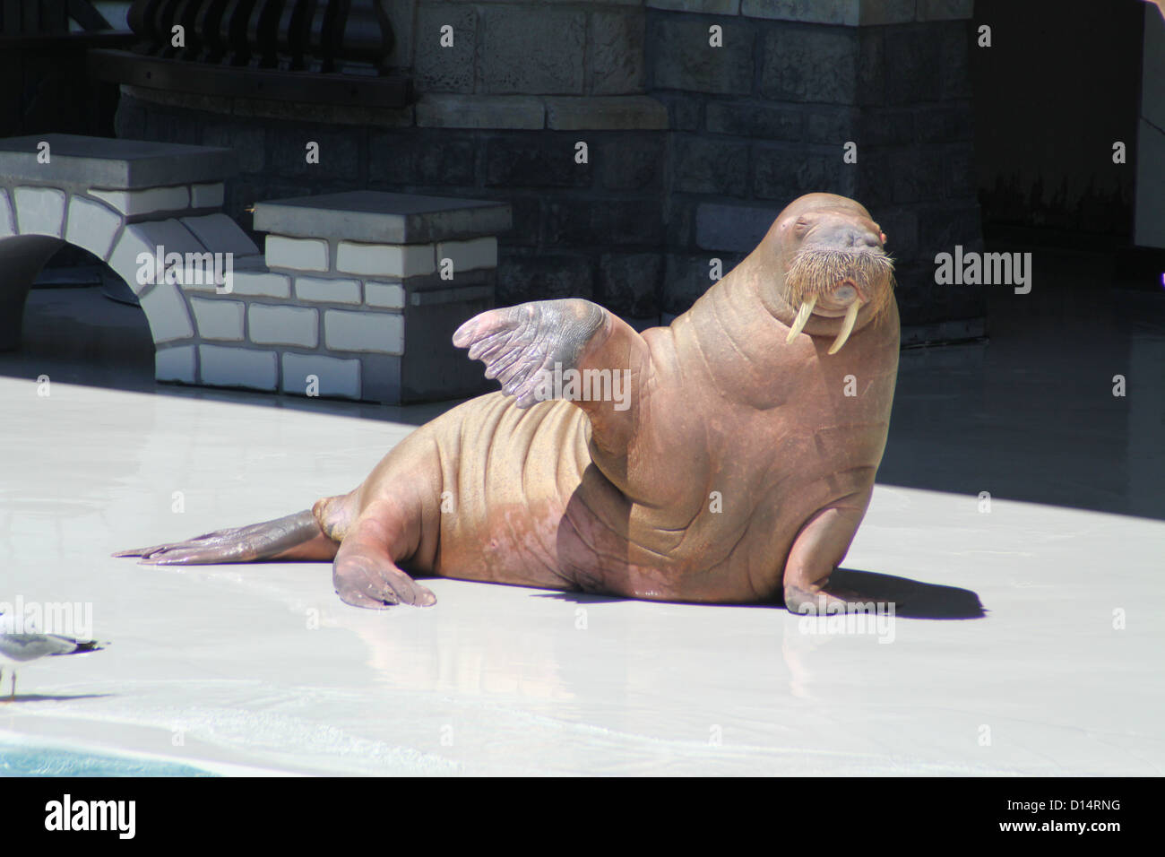 Un morse avec retournement dans l'air à un parc d'attraction locale. Le tyranneau et les défenses de morse est le plus souvent trouvés à proximité de l'A Banque D'Images