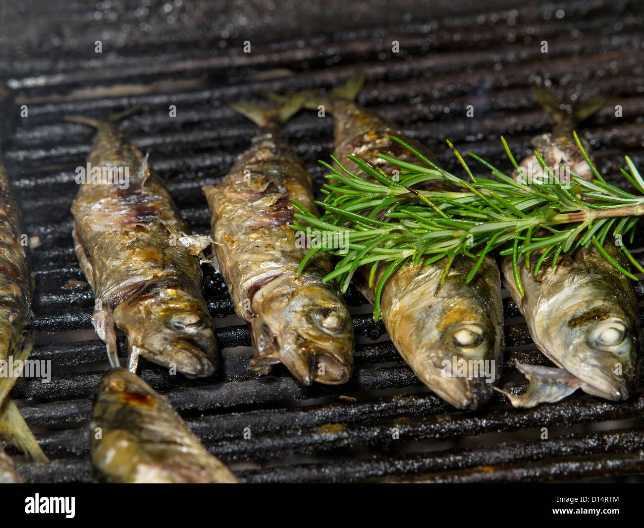 Le poisson sur le gril avec le romarin et l'huile d'olive Banque D'Images