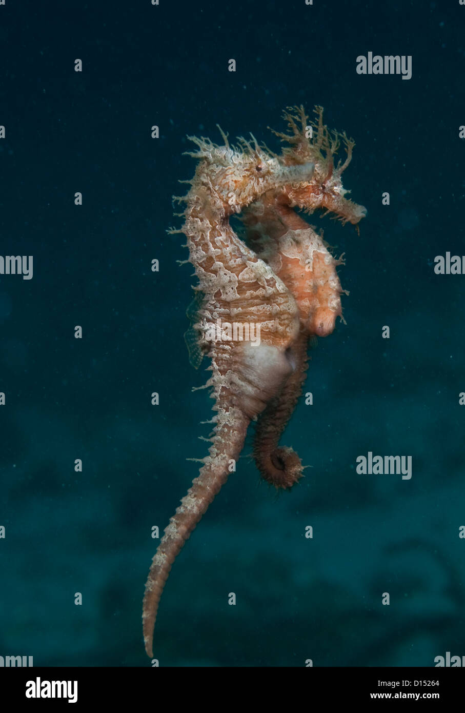 Les chevaux de la mer, bordée d'Hippocampus erectus, une cour et l'accouplement dans la lagune de la Lake Worth, comté de Palm Beach, Floride, USA Banque D'Images