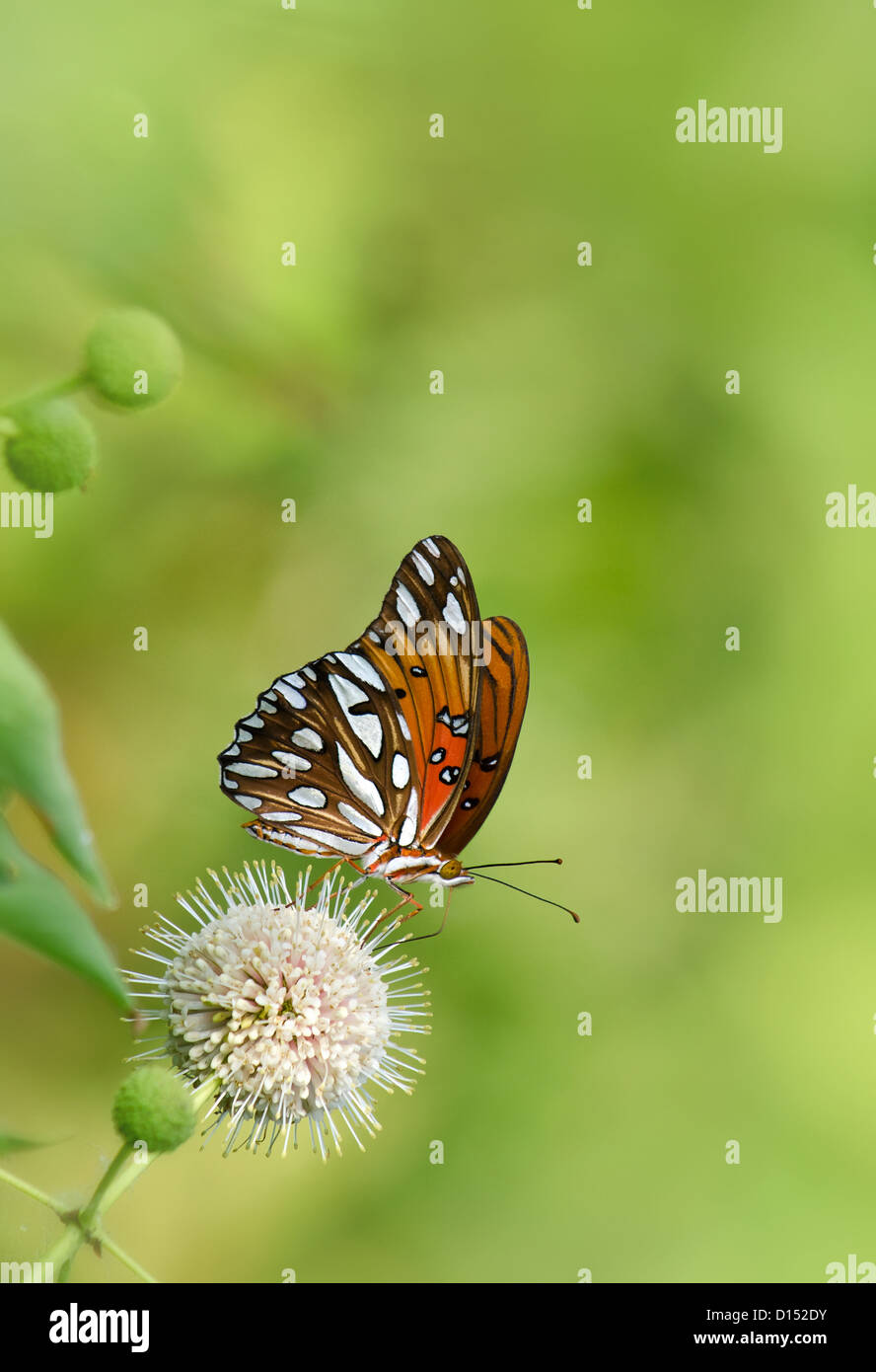 Gulf Fritillary papillon sur fleur céphalanthe occidental Banque D'Images