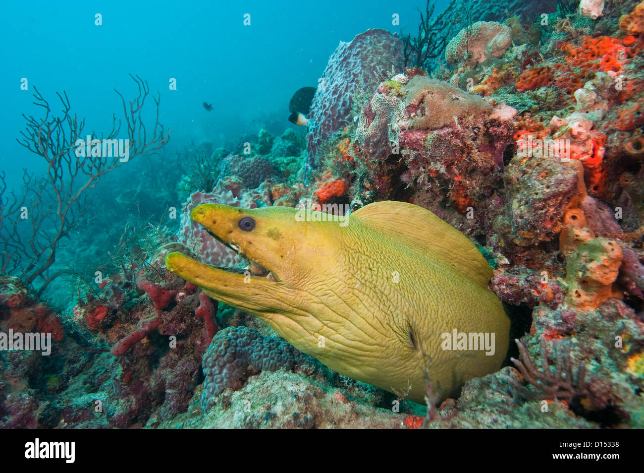 (Gymnothorax funebris murène verte), la plus grande espèce de Moray dans l'ouest de l'Atlantique et des Caraïbes. Banque D'Images