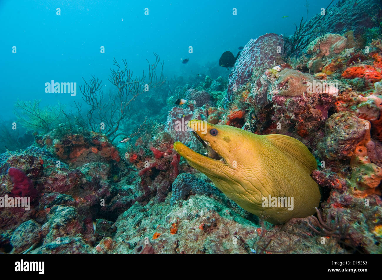 (Gymnothorax funebris murène verte), la plus grande espèce de Moray dans l'ouest de l'Atlantique et des Caraïbes. Banque D'Images