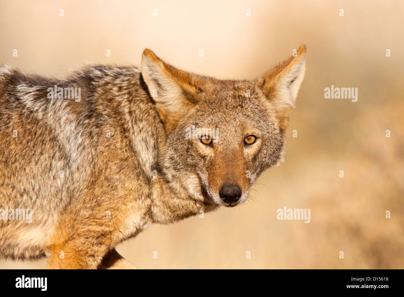 Coyote Canis latrans Tucson, Arizona, United States 27 novembre Canidés Adultes Banque D'Images