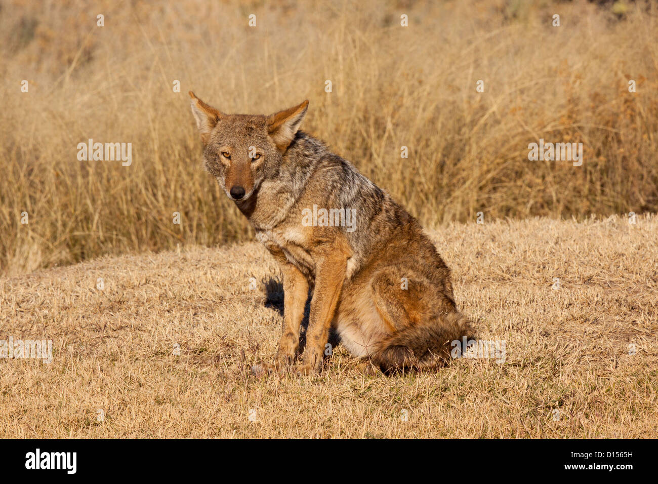 Coyote Canis latrans Tucson, Arizona, United States 27 novembre Canidés Adultes Banque D'Images