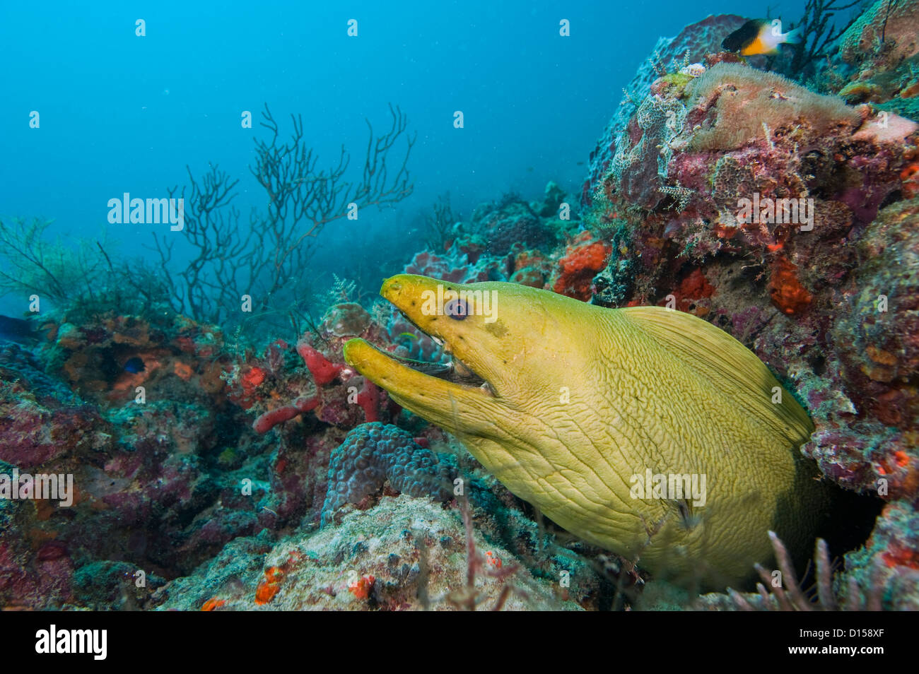(Gymnothorax funebris murène verte), la plus grande espèce de Moray dans l'ouest de l'Atlantique et des Caraïbes. Banque D'Images