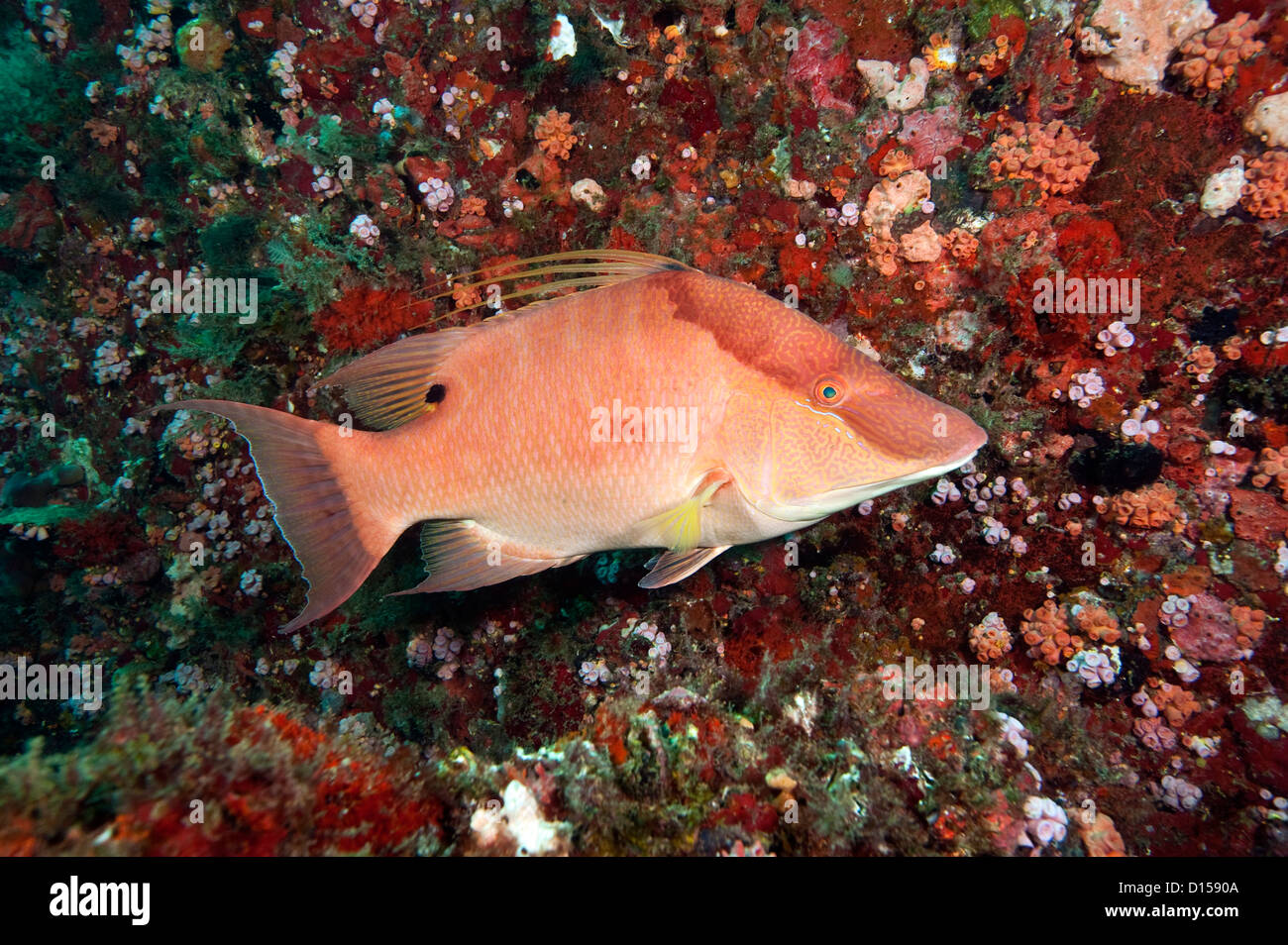 Cochons mâles Super Hog ou vivaneau, Lachnolaimus maximus, photographiés dans le comté de Palm Beach en Floride, États-Unis. Banque D'Images