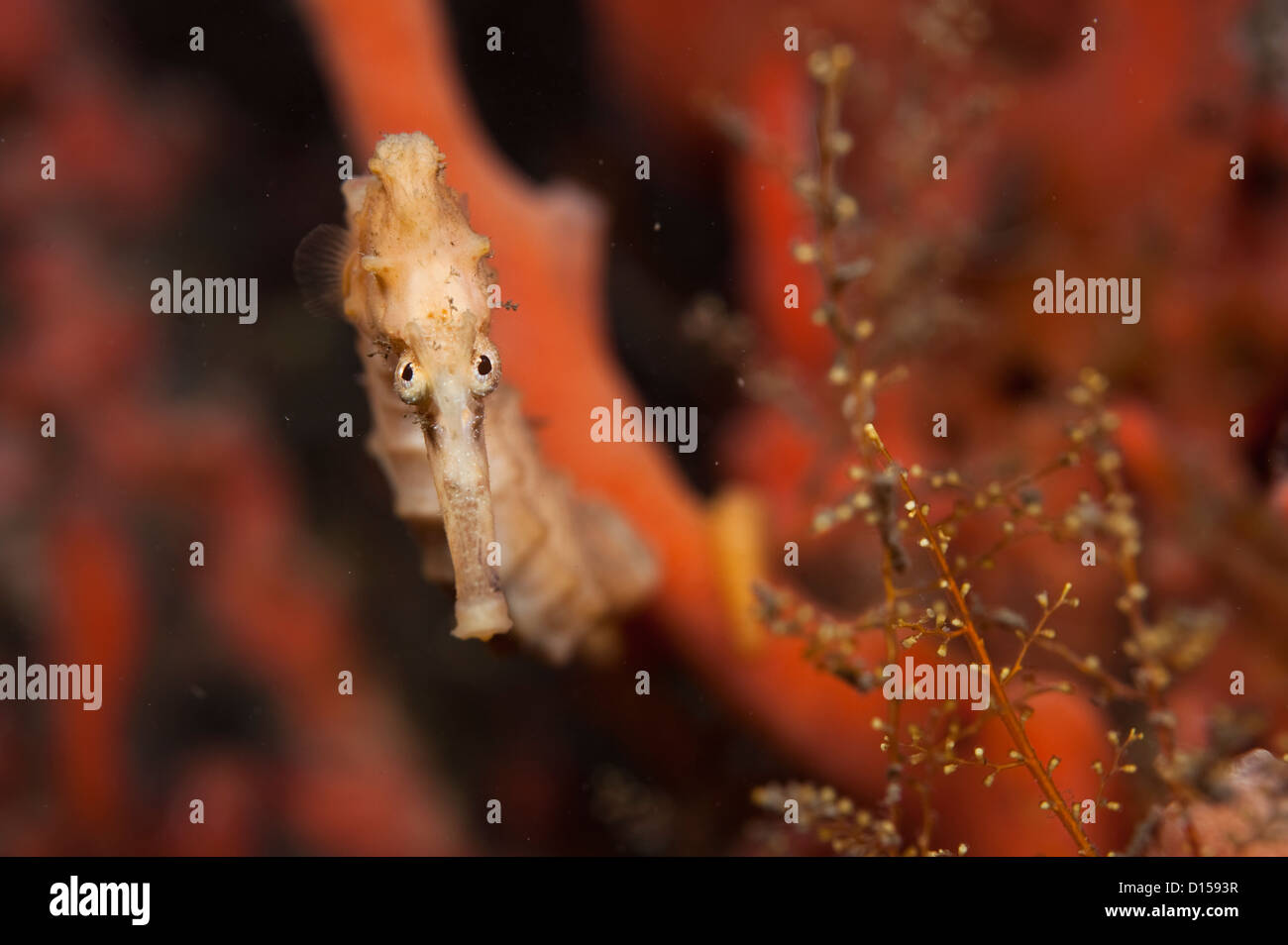 Long museau sea horse, hippocampe reidi, photographiés dans le Lake Worth Lagoon, un estuaire à côté de l'océan Atlantique en pal Banque D'Images