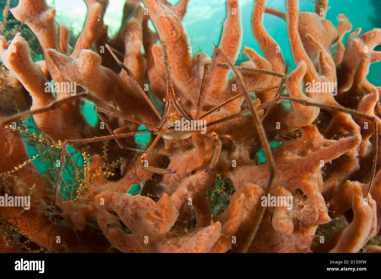 Stenorhynchus seticornis Crabe, Arrowhead, photographiés dans le Lake Worth Lagoon, Singer Island, Florida, United States Banque D'Images