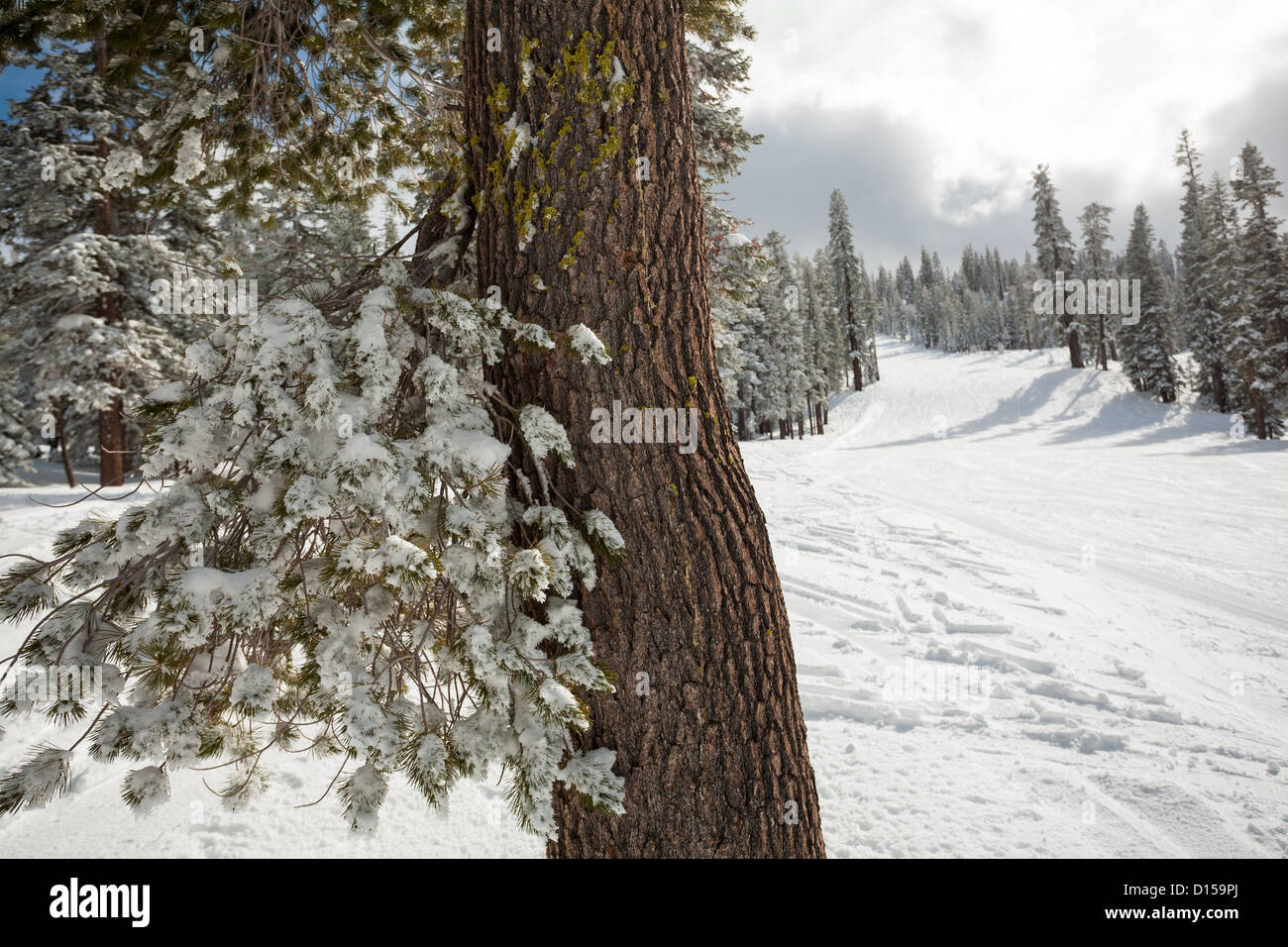 La neige s'accroche à l'arbre sur le côté de la piste de ski vide à Tahoe resort avec les pistes de ski dans la neige fraîche et soleil gris orageux avec soleil. Banque D'Images