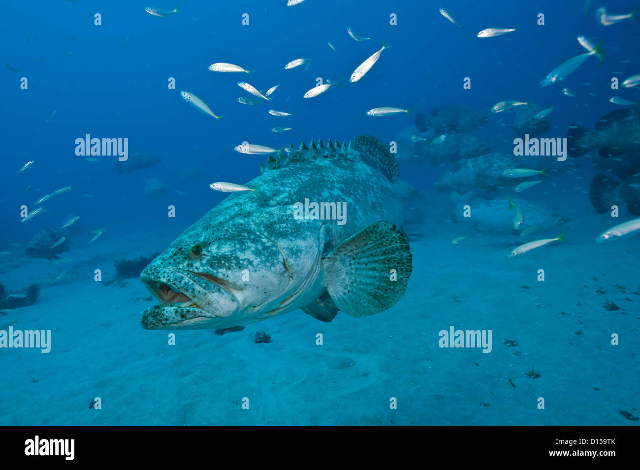 Une espèce en voie d'Goliath grouper, Epinephelus itajara, nage près d'un naufrage dans le comté de Palm Beach en Floride, États-Unis Banque D'Images