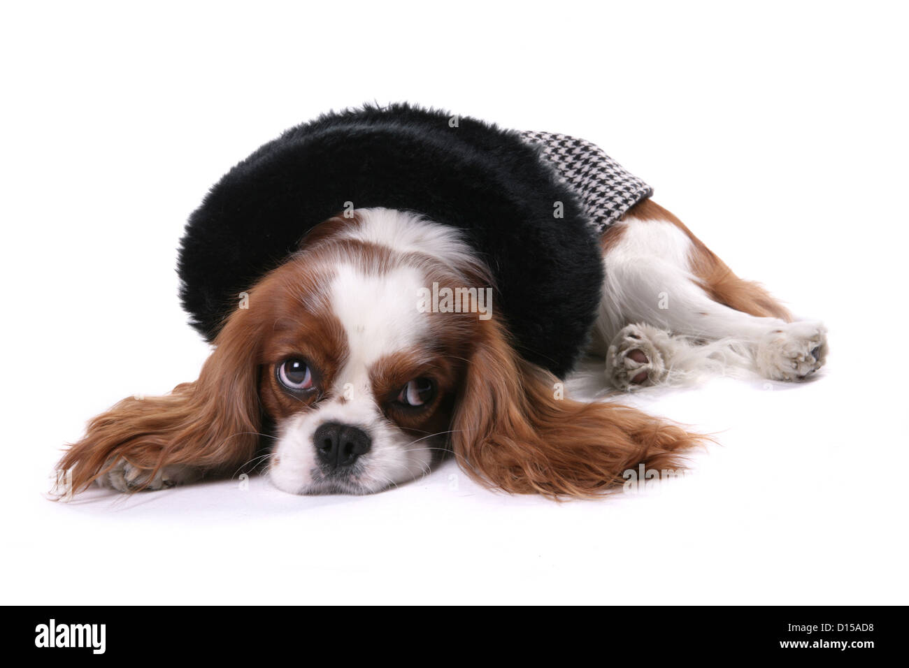 King Charles Spaniel chien vêtu d'un sweat noir Banque D'Images