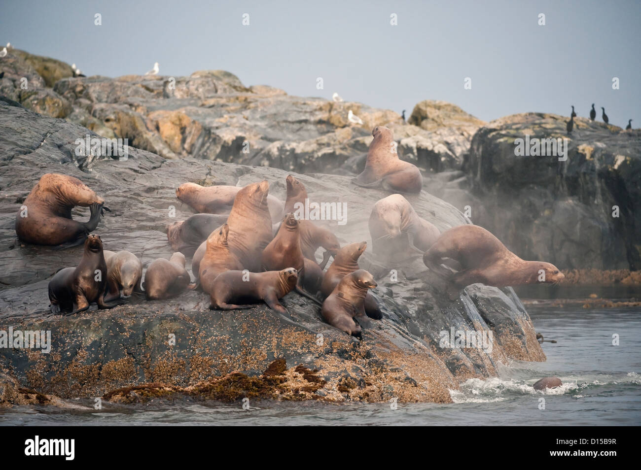 Les Lions de mer de Steller, Eumetopias jubatus, une espèce en voie de disparition, se rassemblent sur une île rocheuse au nord de l'île de Vancouver, BC Banque D'Images