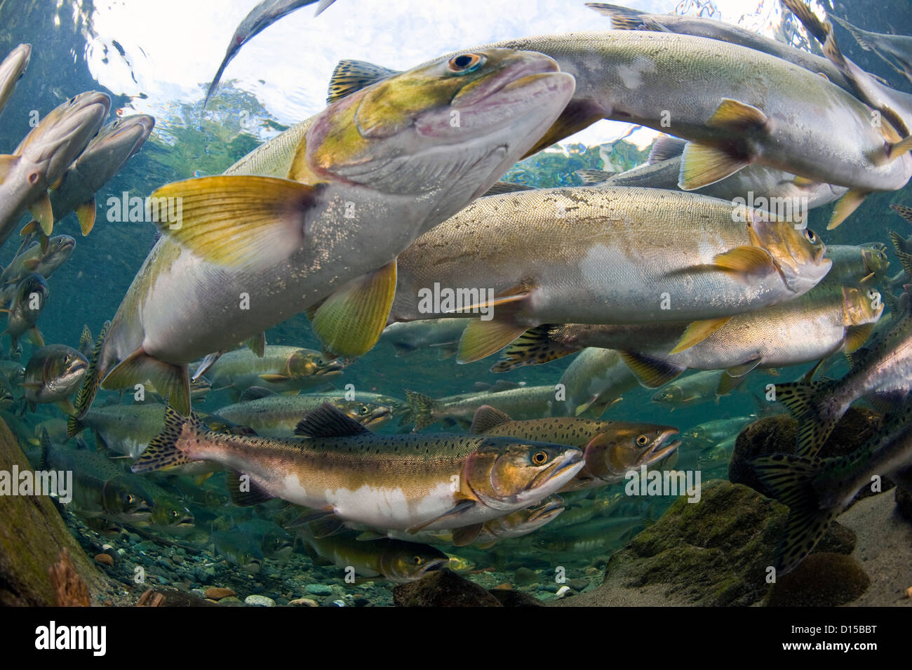 Saumon rose, Oncorhynchus gorbuscha, se rassemblent pour frayer dans un ruisseau dans l'île de Vancouver, Colombie-Britannique, Canada. Banque D'Images