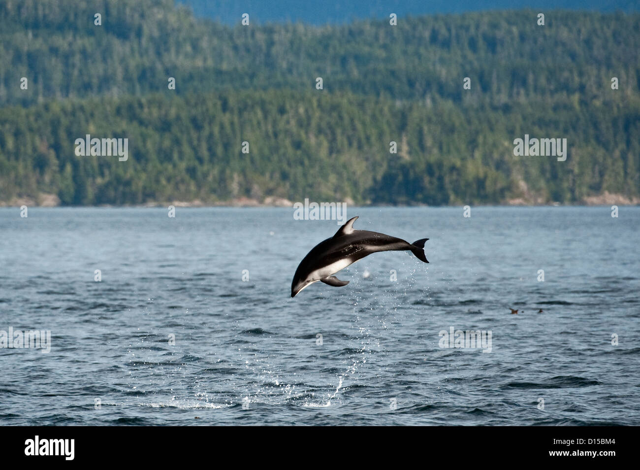 Le dauphin à flancs blancs du Pacifique Lagenorhynchus obliquidens, jump, près du détroit de Johnstone, British Columbia, Canada. Banque D'Images