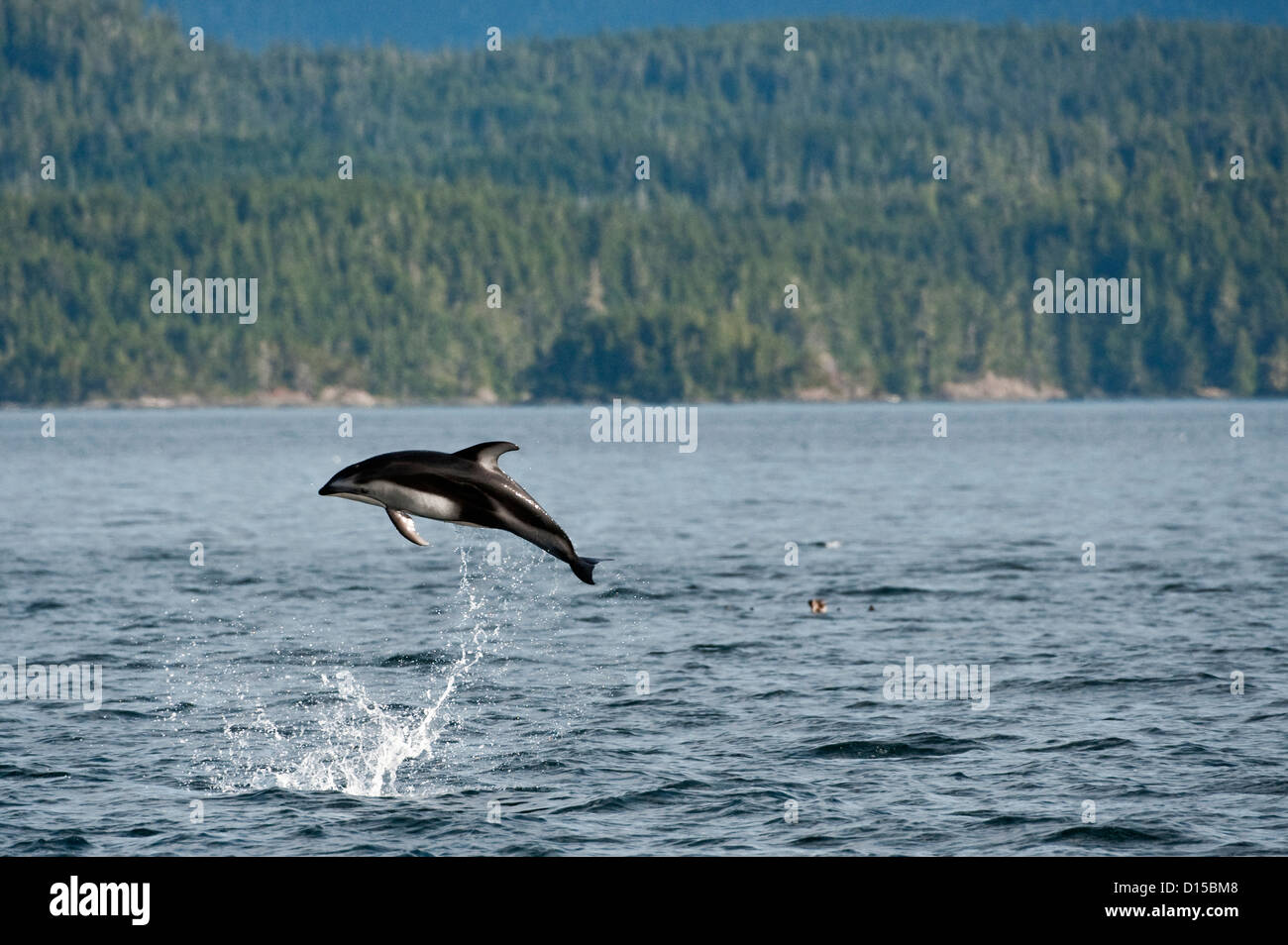 Le dauphin à flancs blancs du Pacifique Lagenorhynchus obliquidens, jump, près du détroit de Johnstone, British Columbia, Canada. Banque D'Images